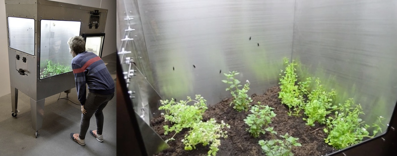 Illustration for article titled This Insect Farm Grows Fly Larvae For Your Dinner